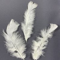 Veertjes 25 stuks ivory    9 tot 15cm  